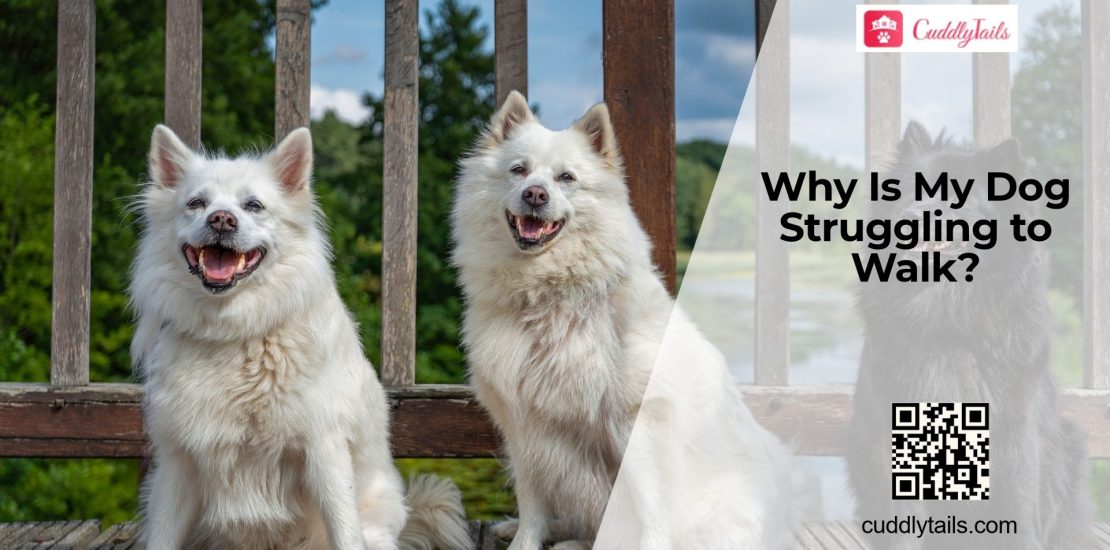 Why Are My Dog's Back Legs Weak?