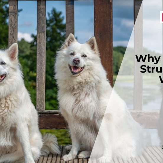Why Are My Dog's Back Legs Weak?