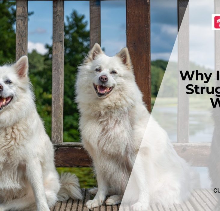 Why Are My Dog's Back Legs Weak?