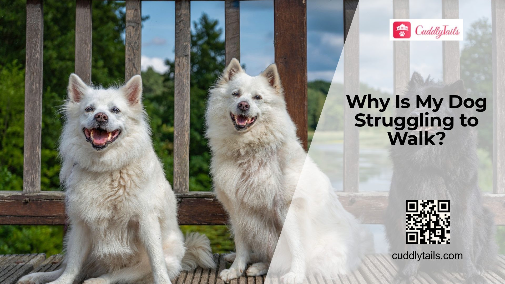 Why Are My Dog's Back Legs Weak?