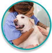 overnight pet care in home