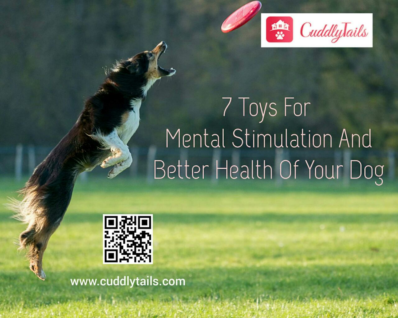 Toys for Better Health of Your Dog