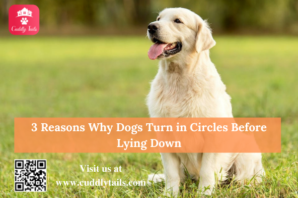 why do old dogs spin in circles