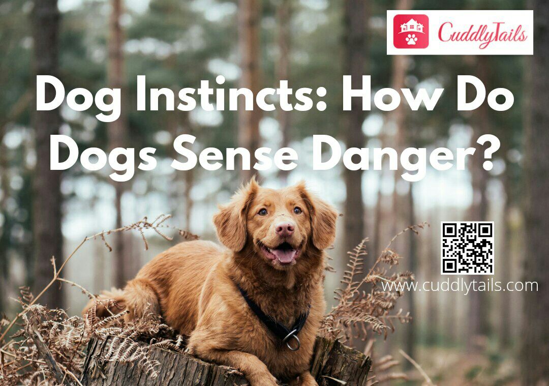 Dog Instincts How Do Dogs Sense Danger