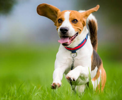 pet sitting new york