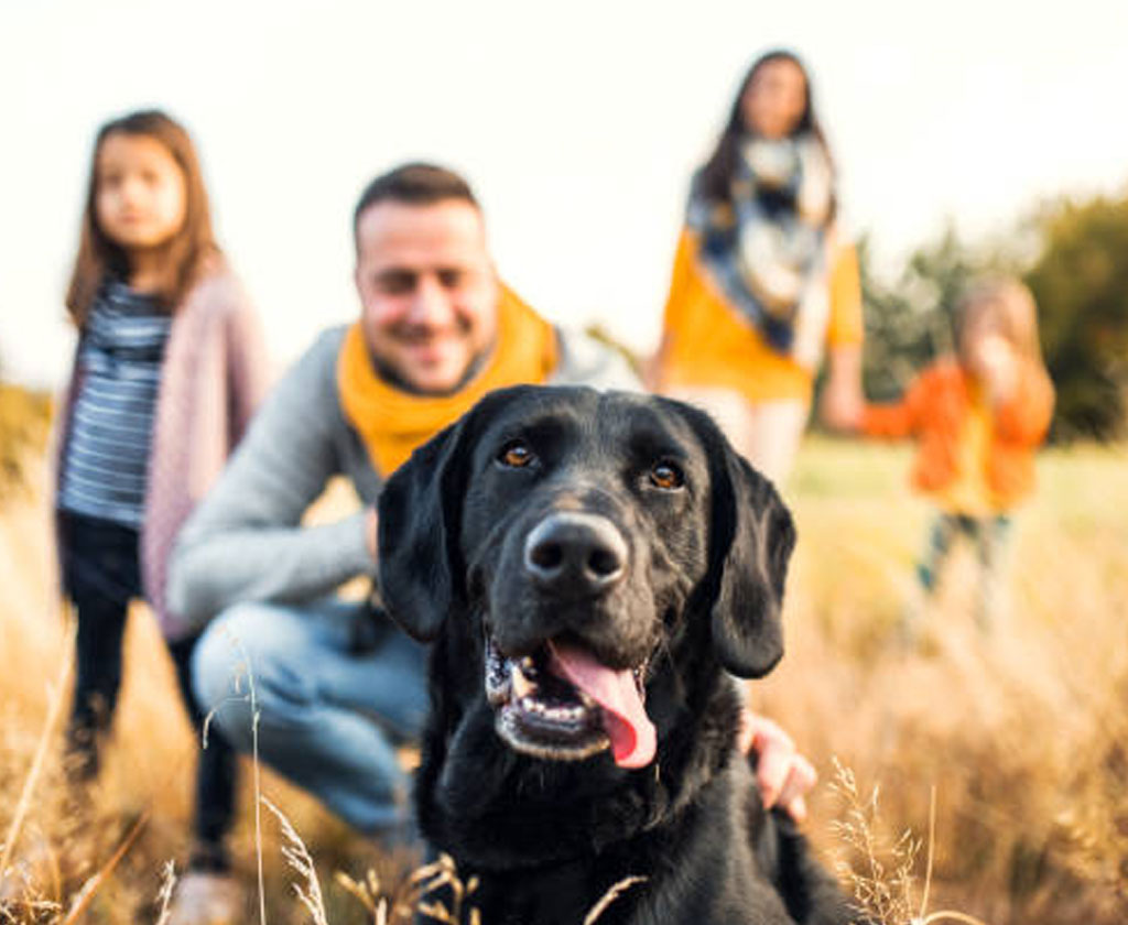 dog walker ny