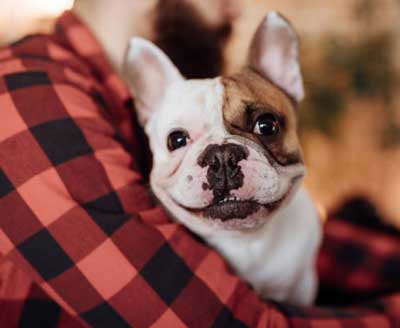 pet sitting new york