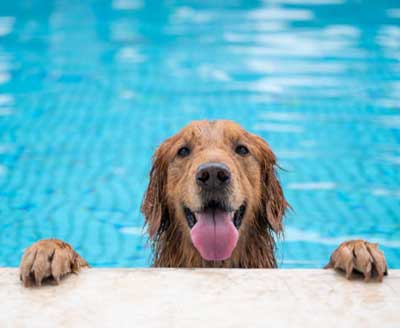pet sitting new york