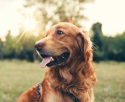 pet sitting new york