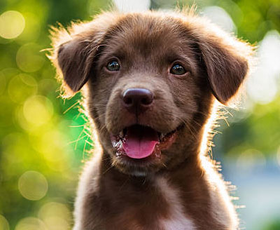 pets day check in alabama cuddlytails