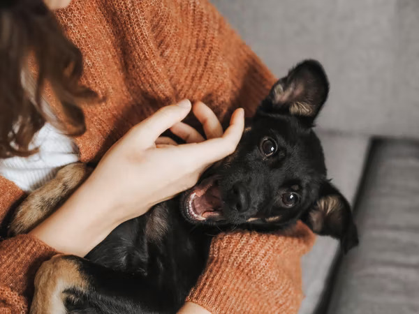 Arizona dog sitting cuddlytails