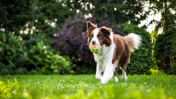 Aurora Dog Boarding Cuddlytails