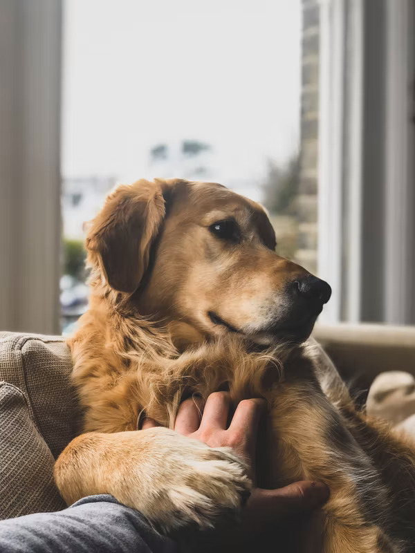 Bakersfield Pet Sitting Cuddlytails