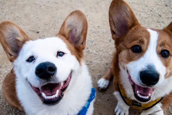 Cuddlytails Dog Walking New Mexico