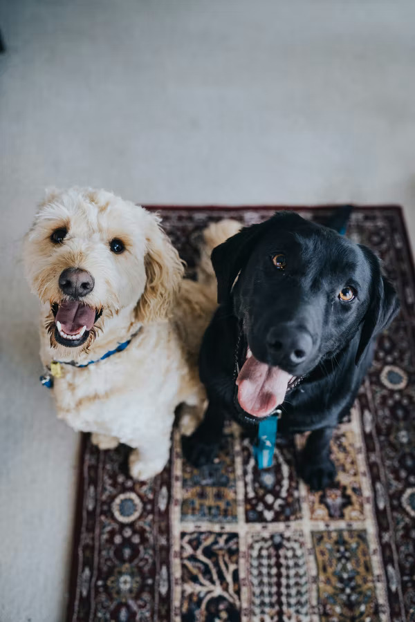 Doggy Day Care Amarillo Cuddlytails