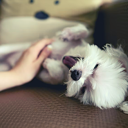 Dog Boarding Eastvale, CA