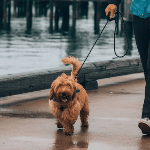 Dog Walker Vista, CA