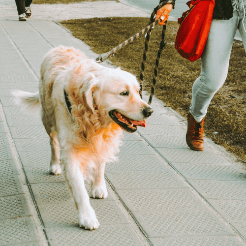 Dog Walker Chico,CA