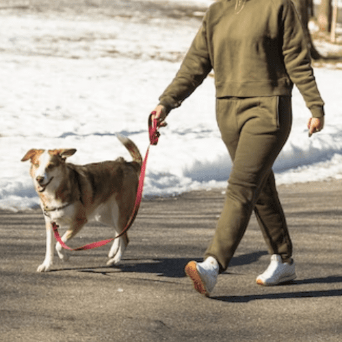 Dog Walker in Clovis,CA