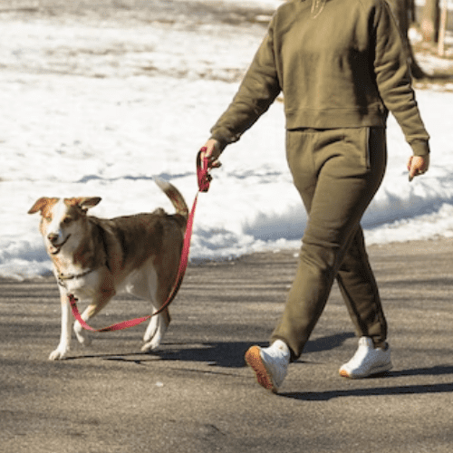 Dog Walkers Ramapo, NY