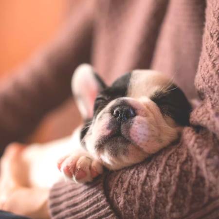 Dog Sitters Deerfield Beach, FL