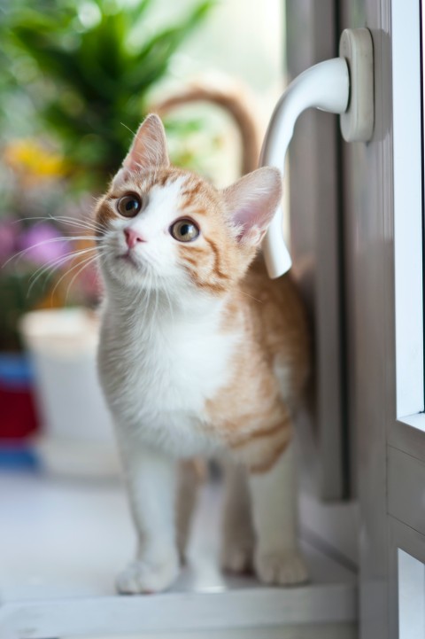 Cat Boarding Rowlett, TX