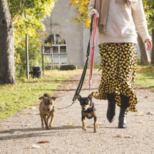 Dog Walker Job Bakersfield, CA