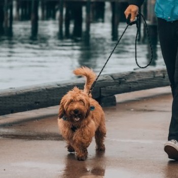 Dog Walker Job Irvine, CA