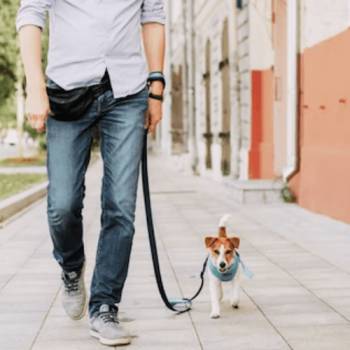 Dog Walker Job Modesto, CA