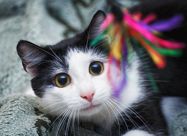 Cat Boarding in Ypsilanti Charter Township, MI