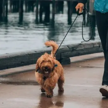 Dog Walkers in Haverhill, MA
