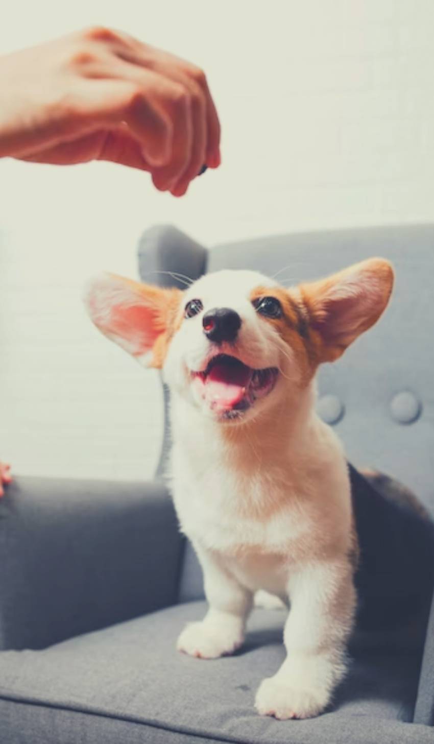 House Sitting in Perth Amboy, NJ