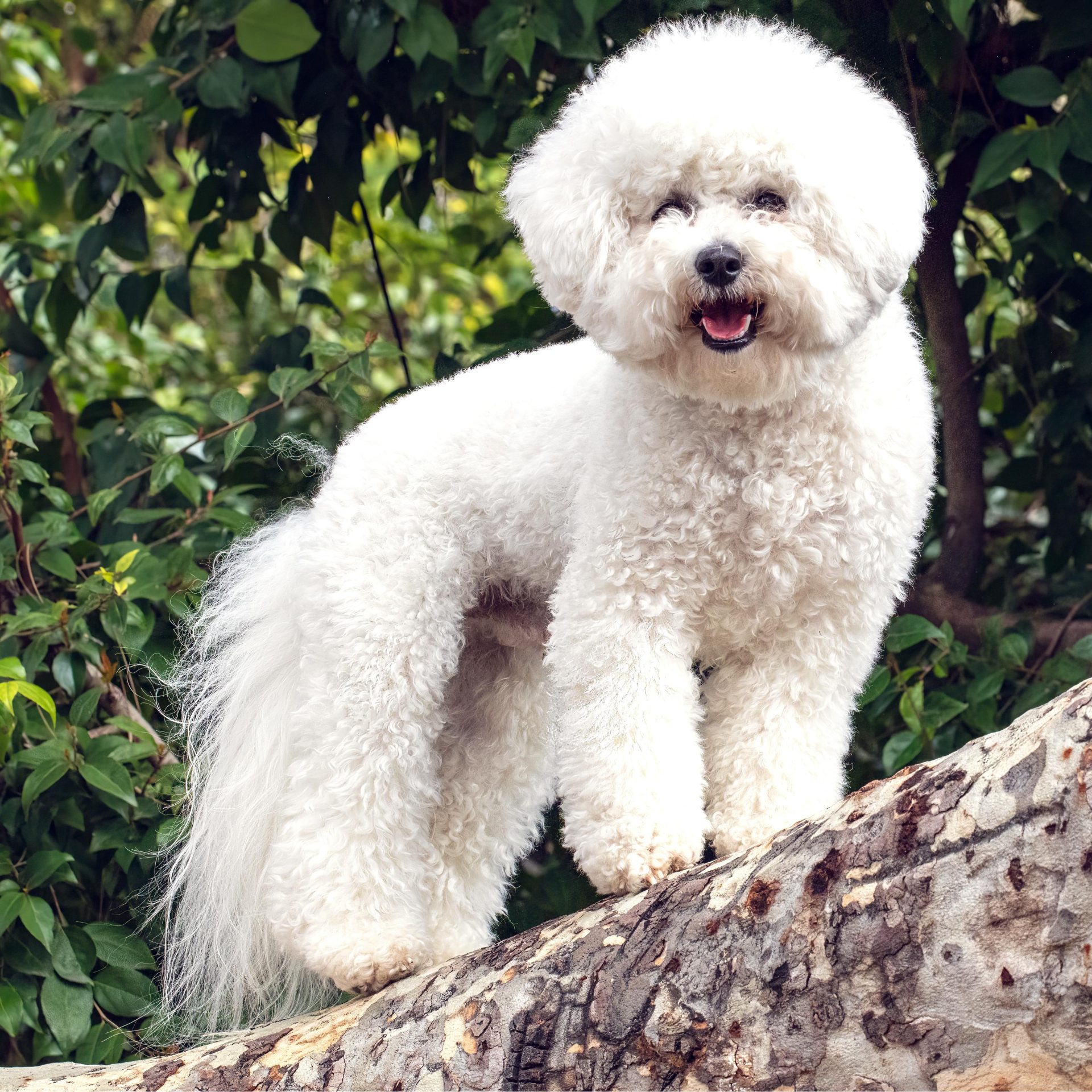 Dog Sitter Job in Ankeny Iowa