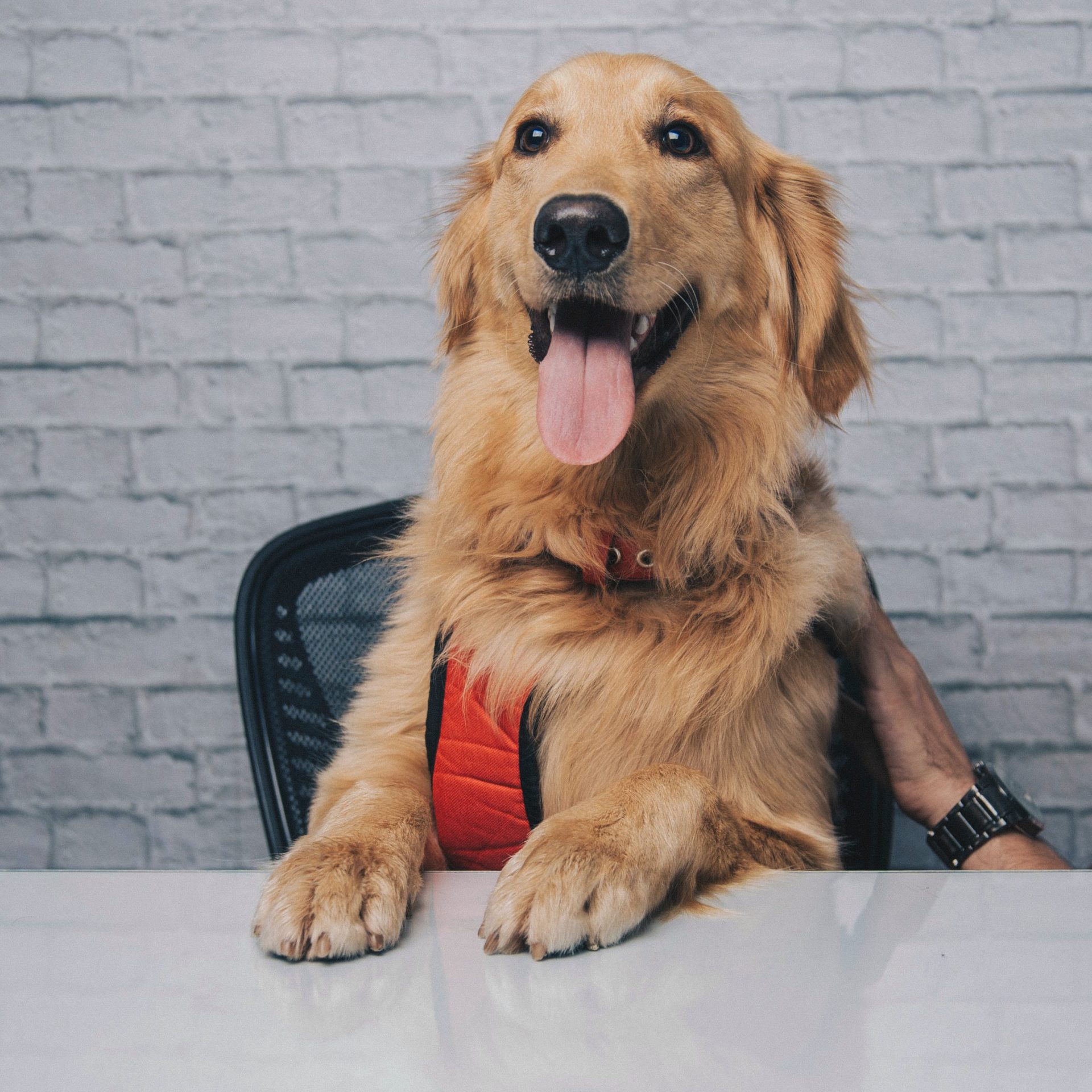 Dog Walker Job in Ankeny Iowa