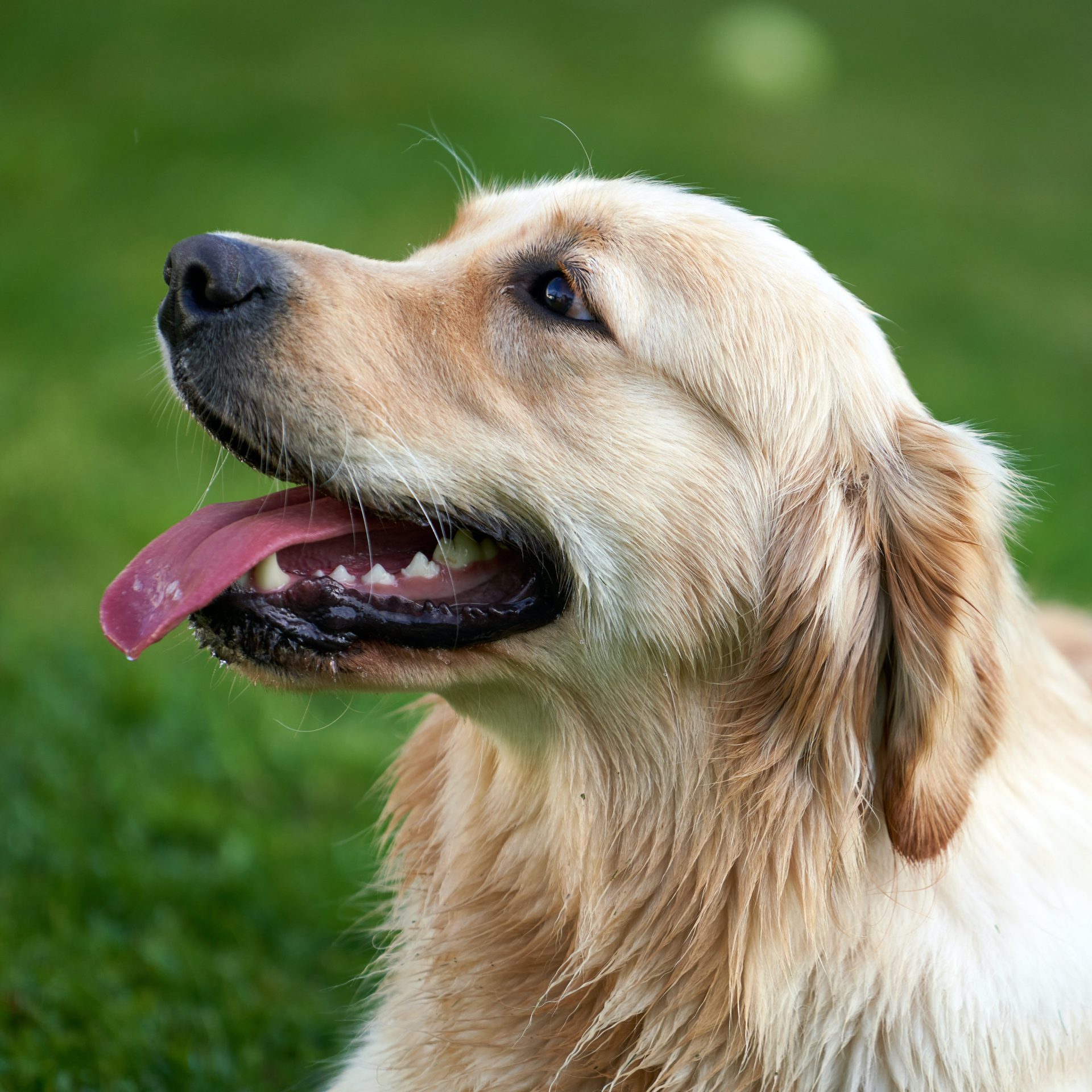 Dog Walker Jobs in Ankeny Iowa