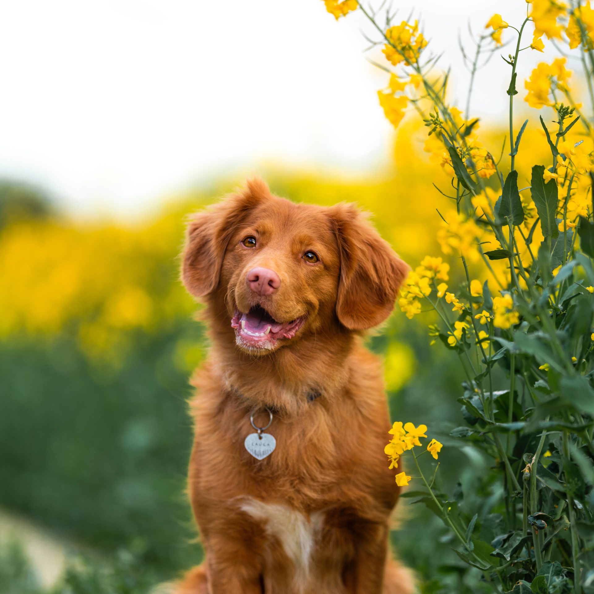 Dog Sitter Job Gretna, NE