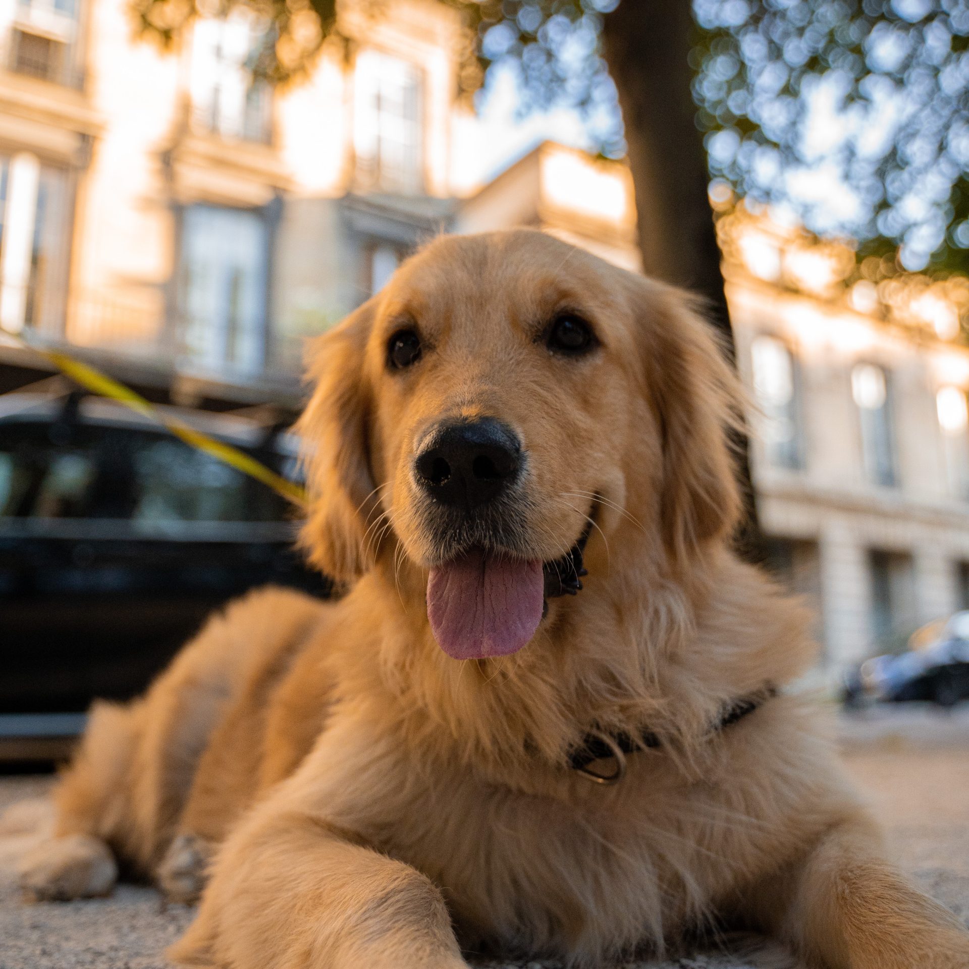 Dog Walker Job in Joplin, Missouri