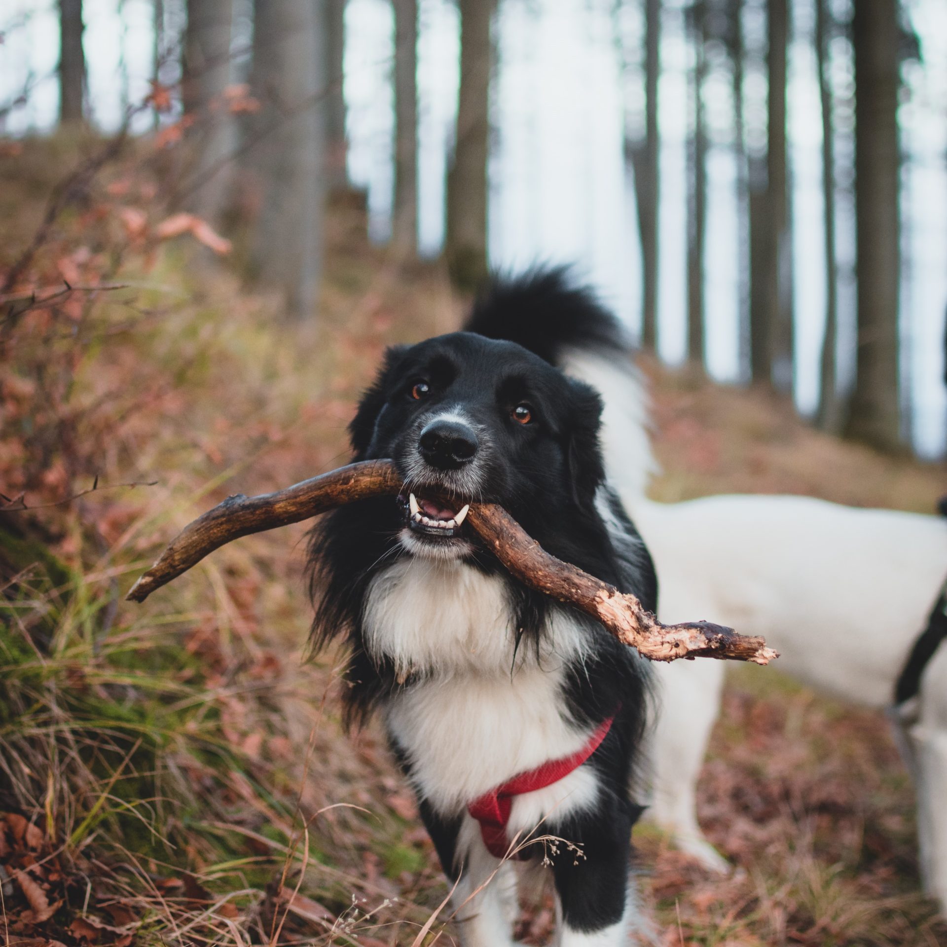 Dog Sitter Job Kearney, NE