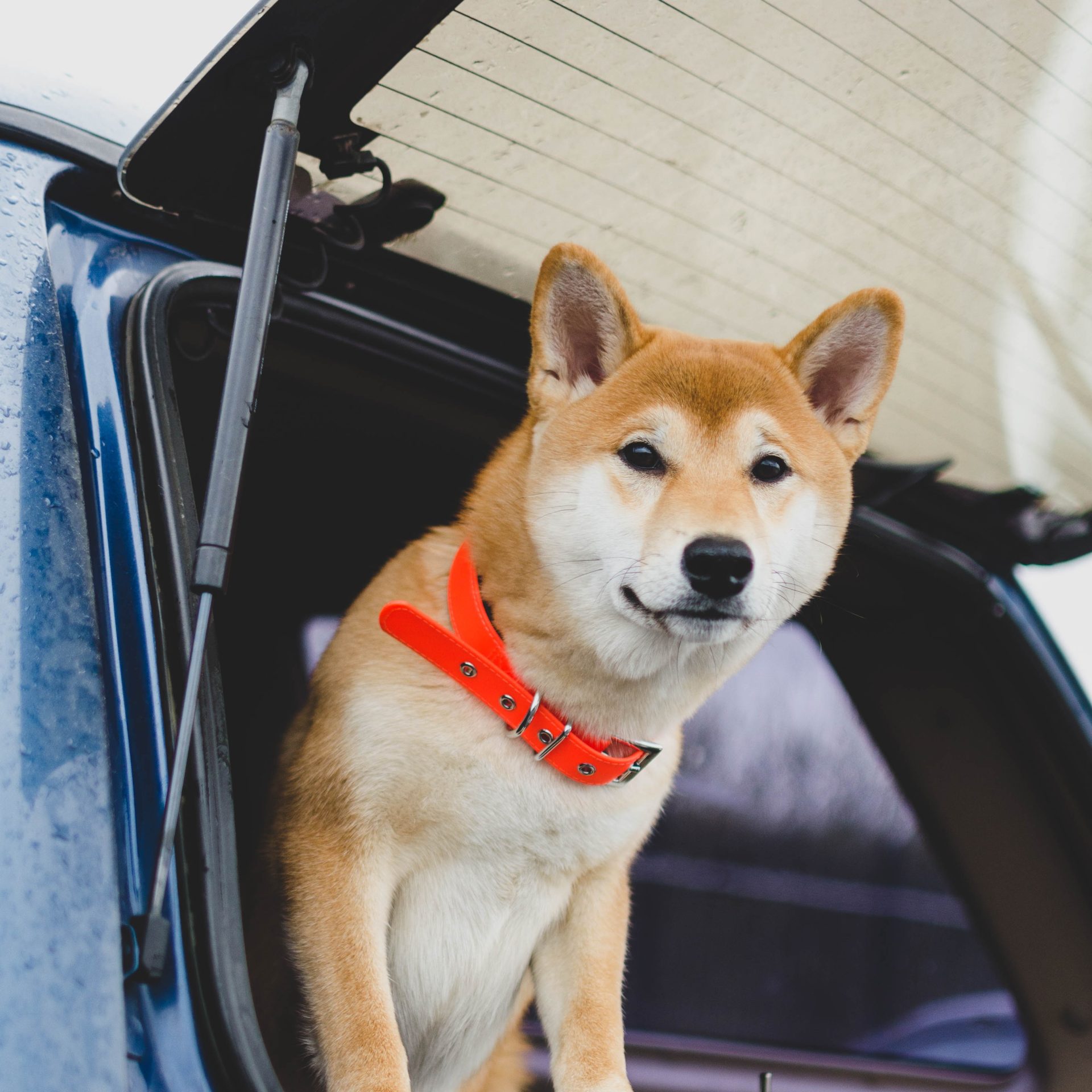 Dog Sitter Job Lincoln, NE