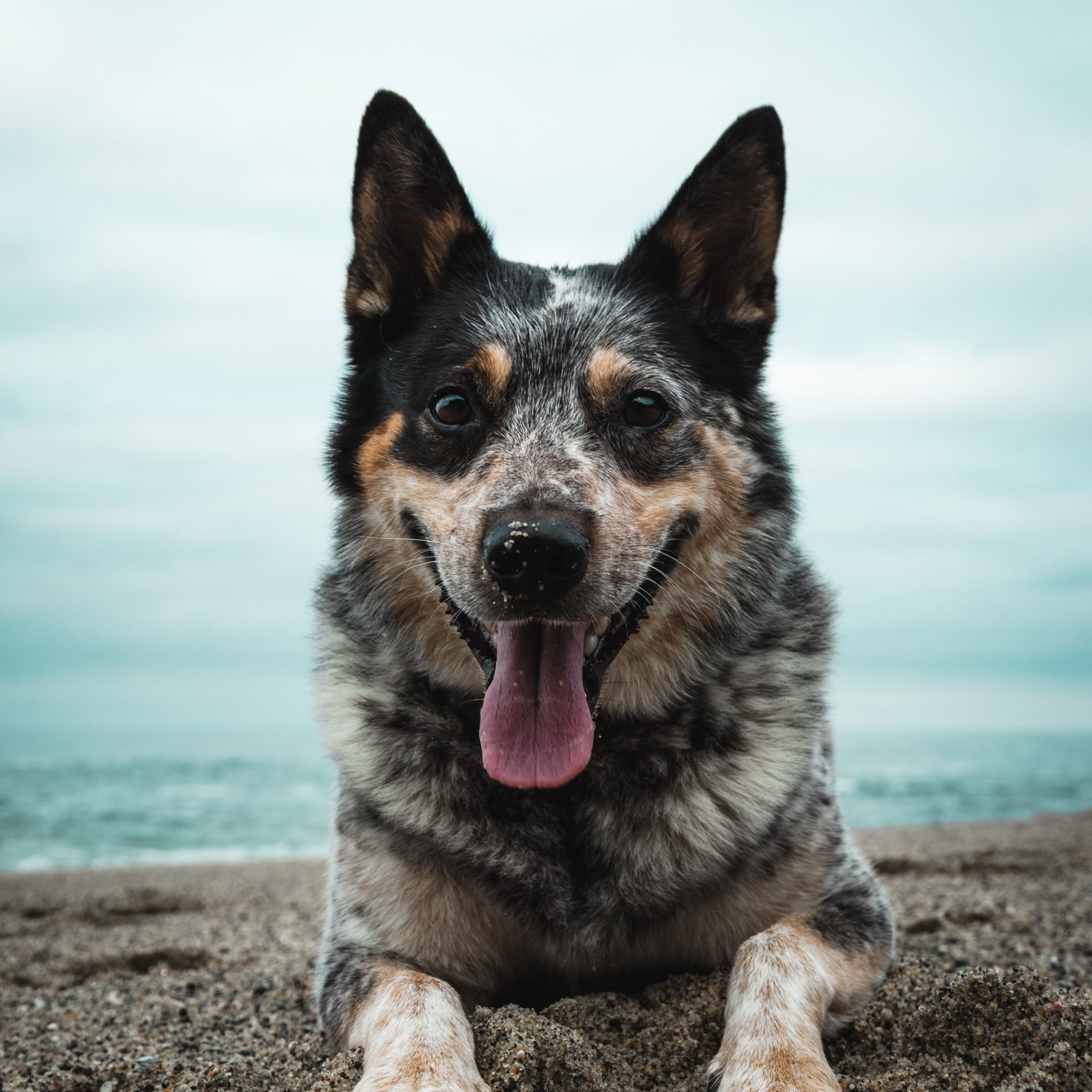 Dog Sitter Job Myrtle Beach, SC