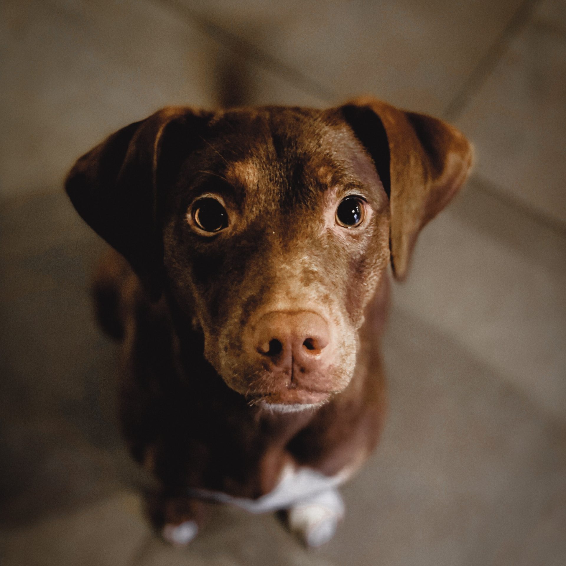Dog Sitter Job Omaha, NE