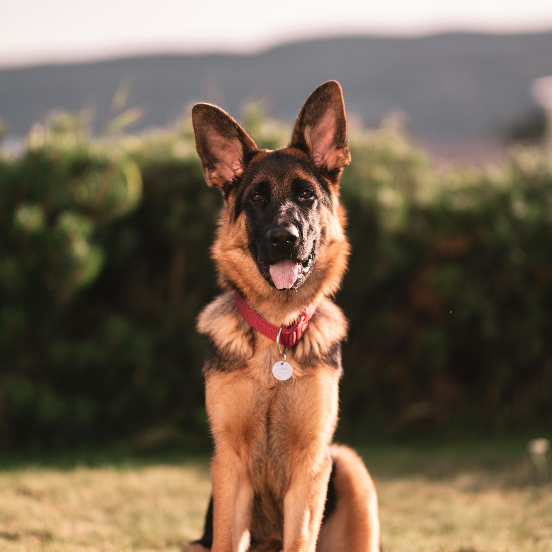 Dog Sitter Job Ridgeville, SC