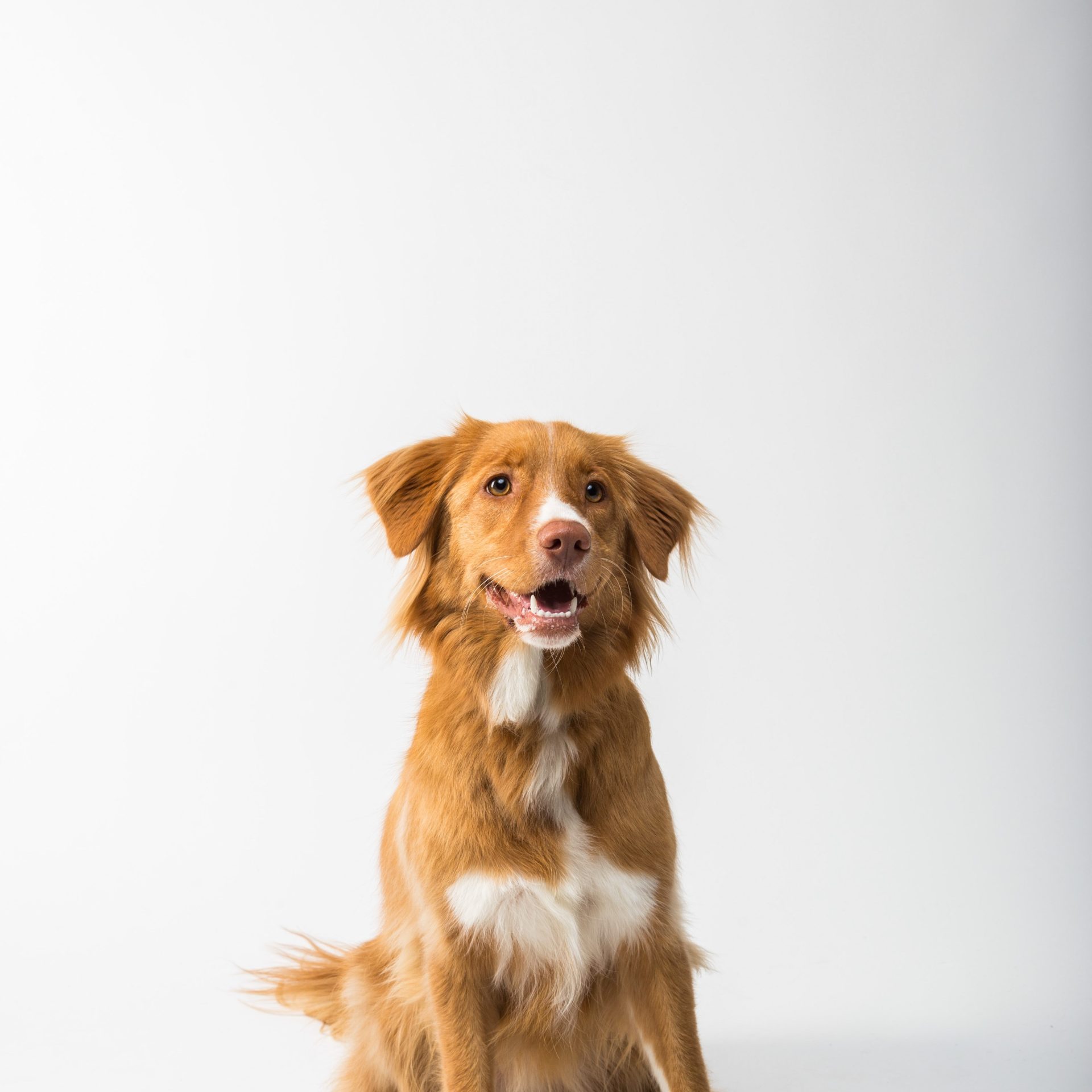 Dog Sitter Job Rogers, AR