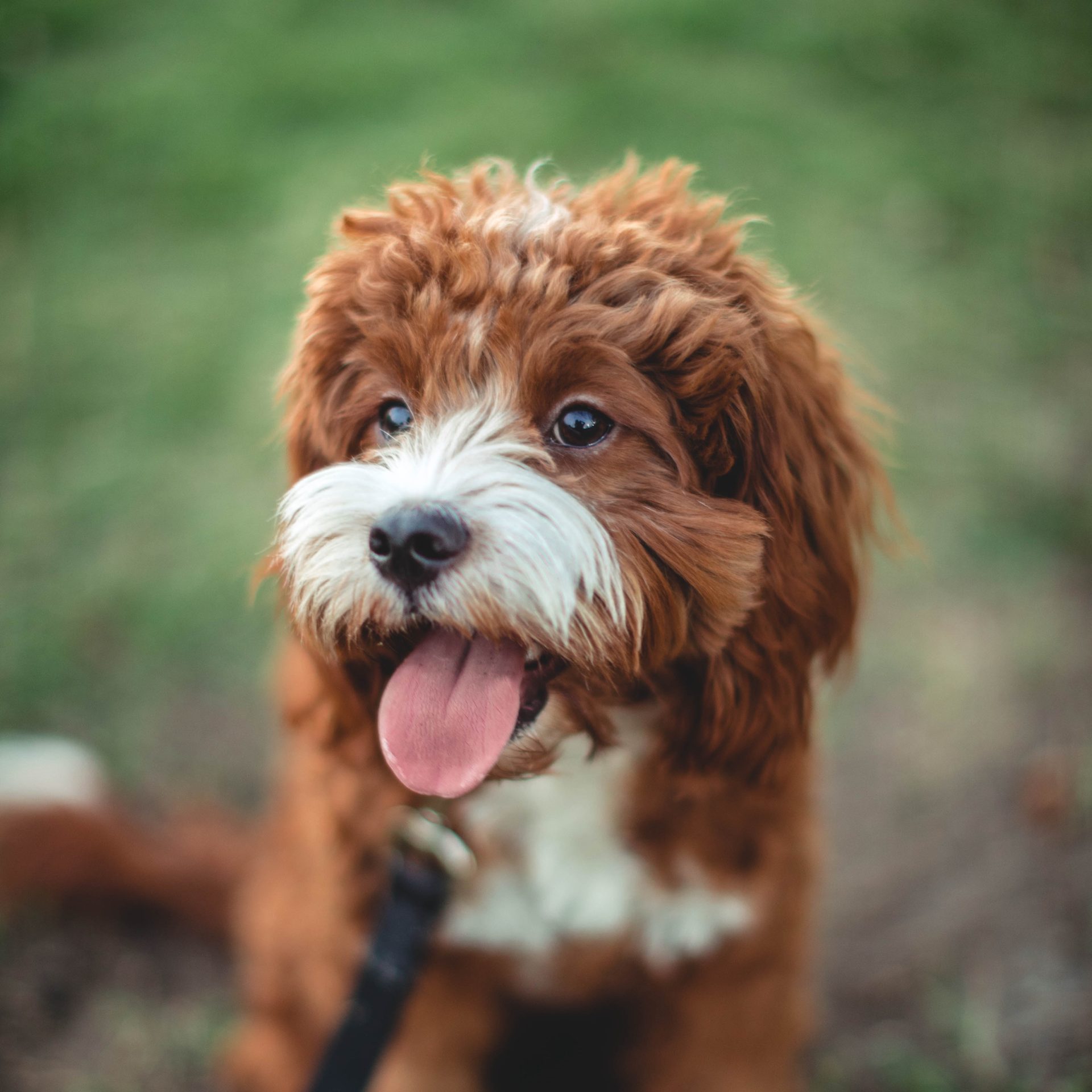 Dog Sitter Job in La Vista, NE