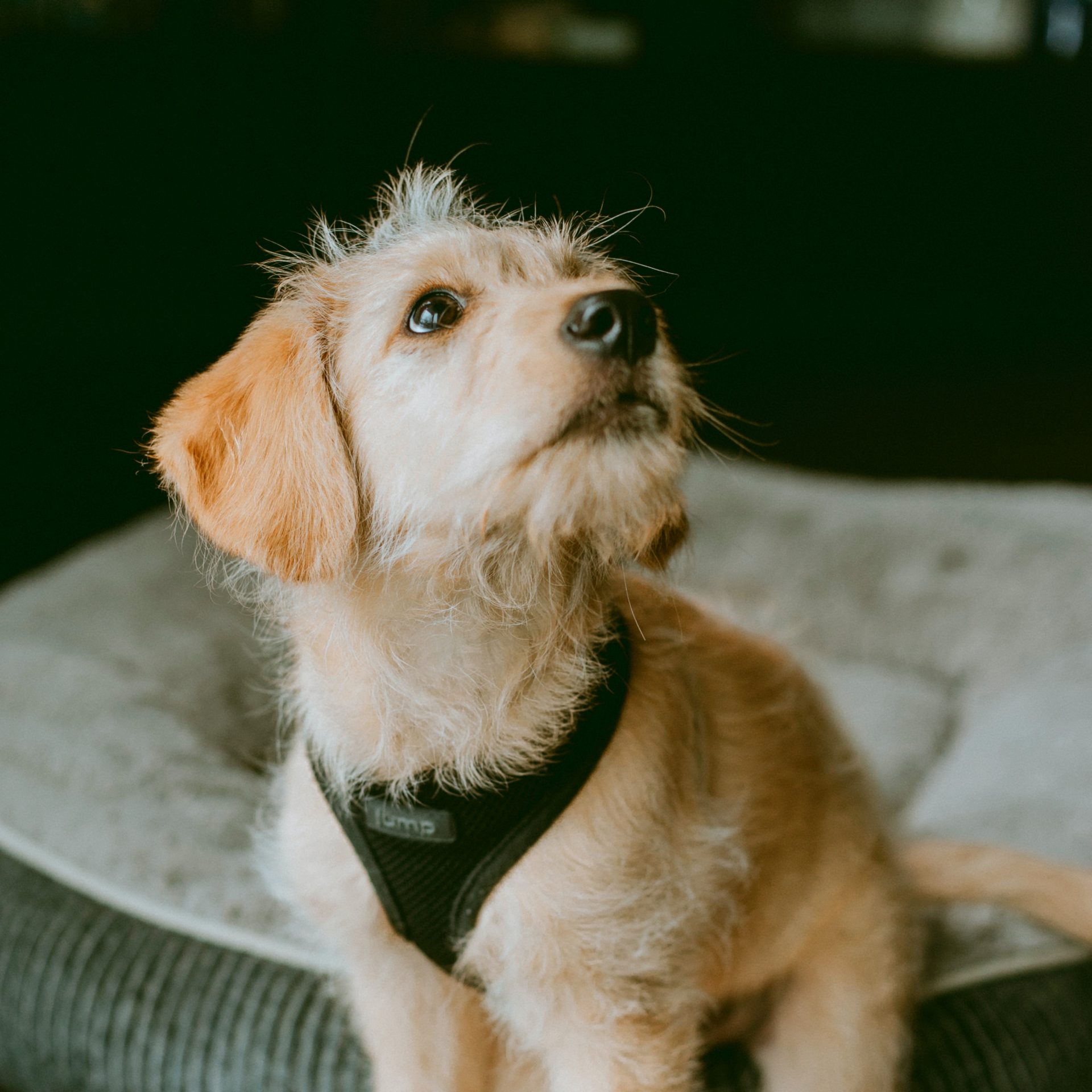 Dog Sitter Job in Papillion, NE