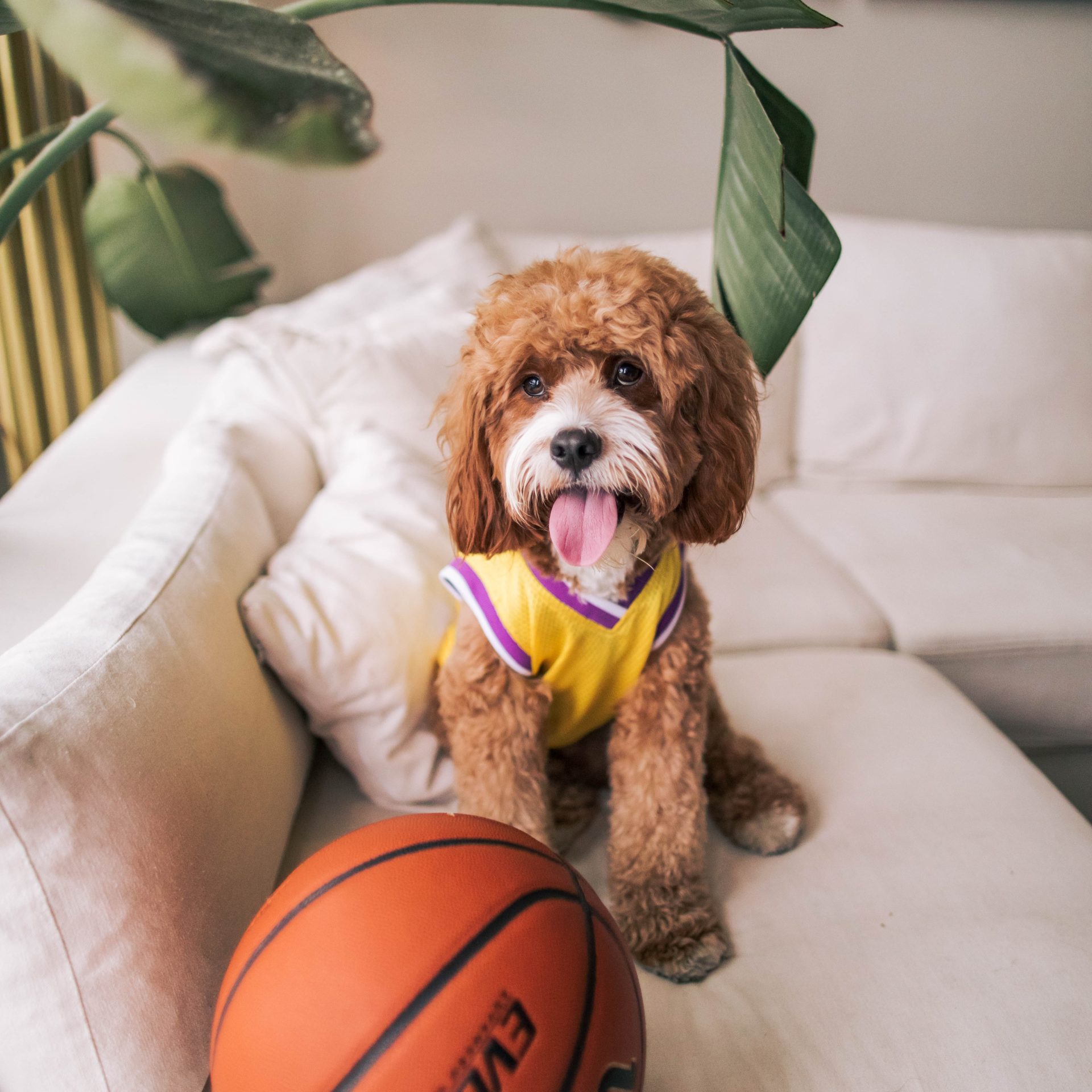 Dog Sitting Job Daytona Beach, FL