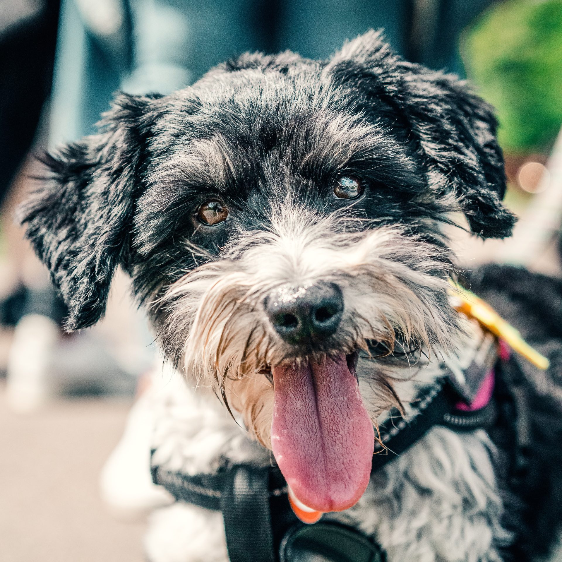Dog Sitting Job Flagler Beach, FL