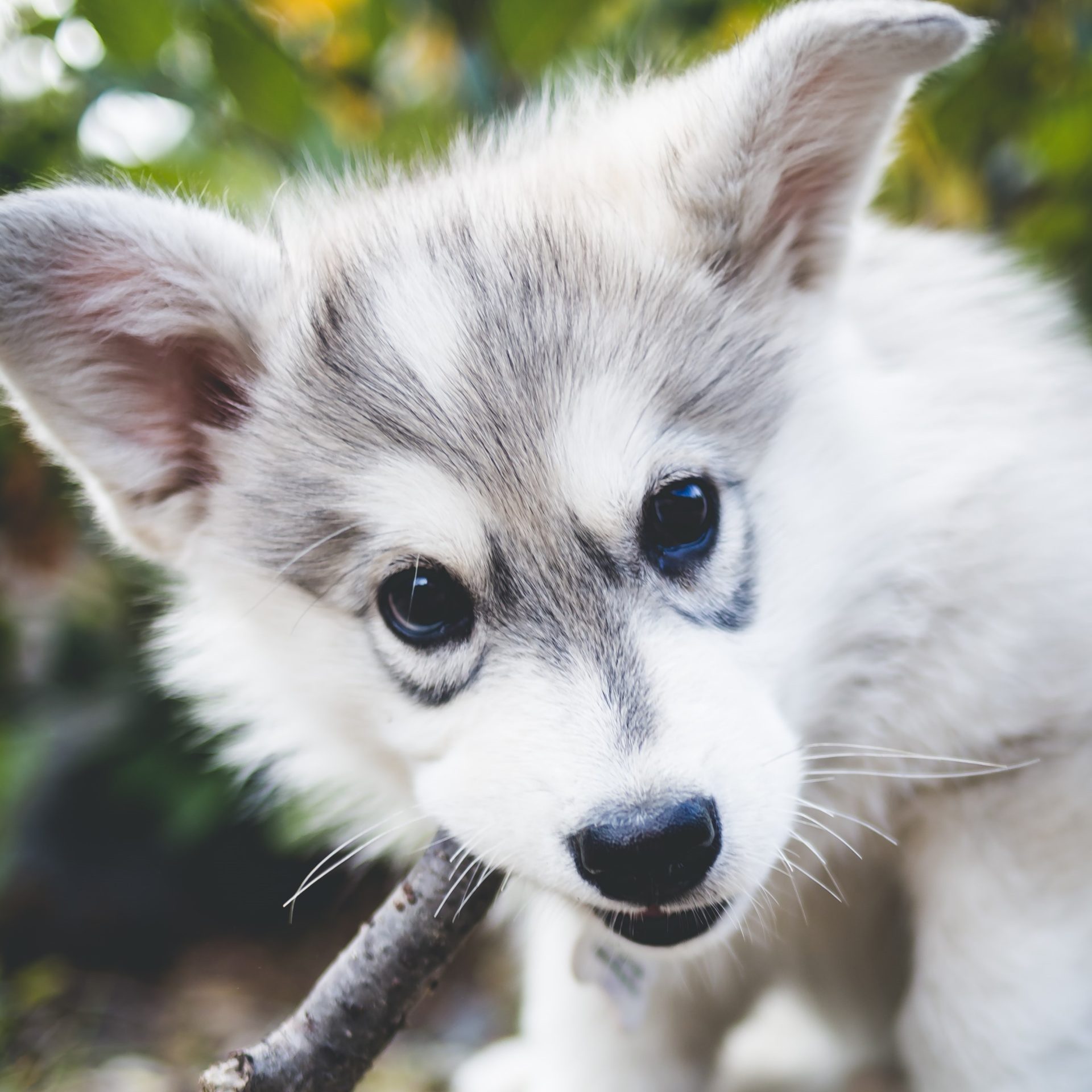 Dog Sitting Job Guyton, GA