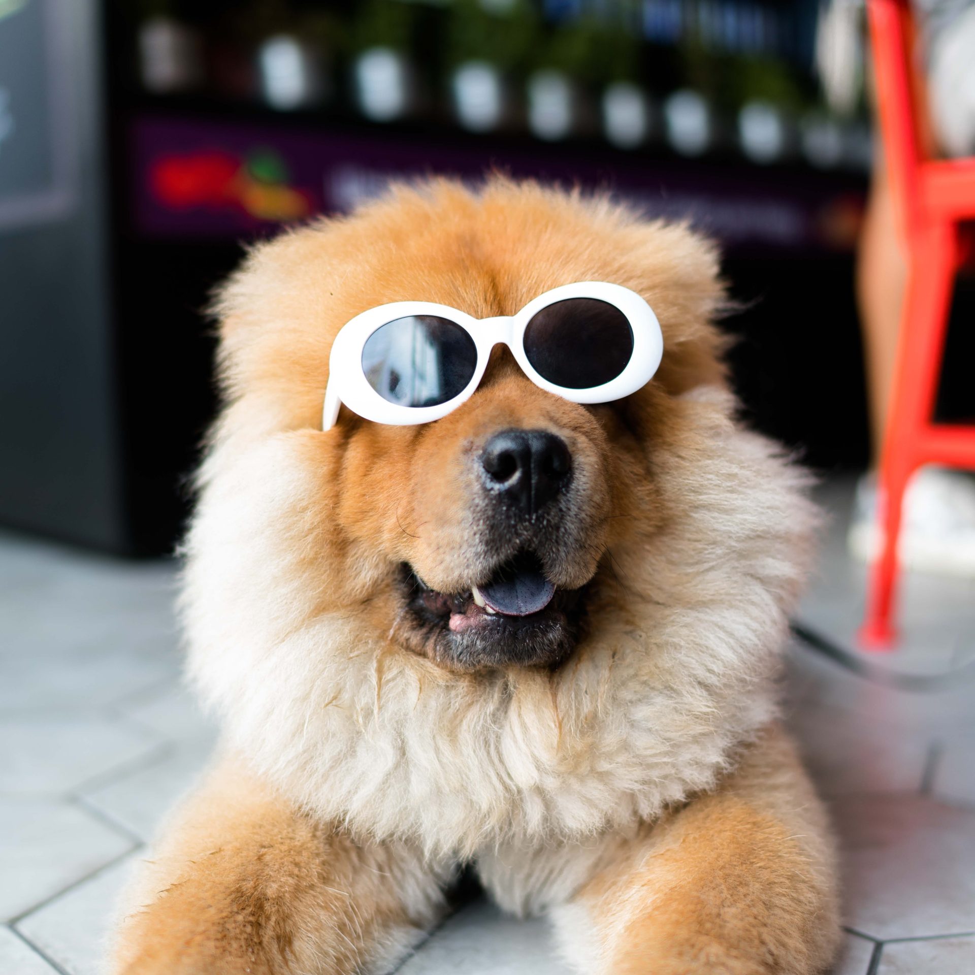 Dog Sitting Job South Sioux City, AR