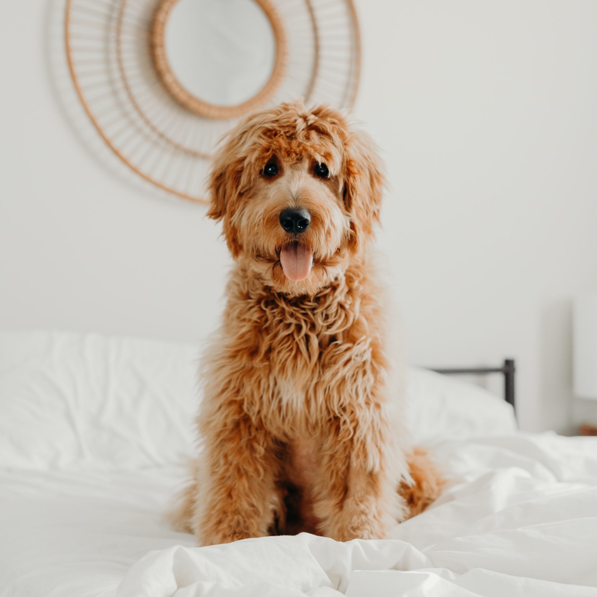 Dog Walker Job Daytona Beach, FL